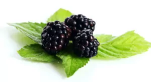Blackberries fruits good for diabetic patients in india