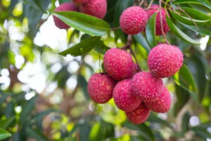 Lychee fruits are good for diabetics
