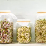 benefits of sprouts