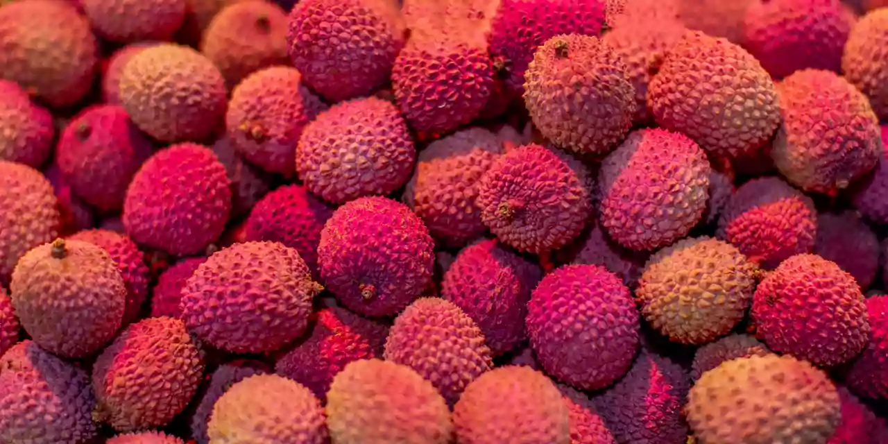 what is lychee