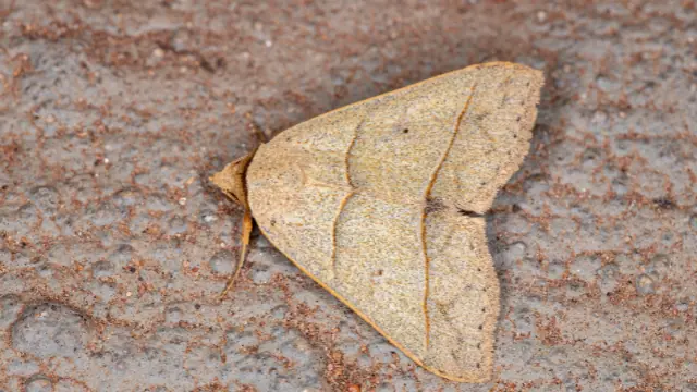 Brown House Moths Harm People