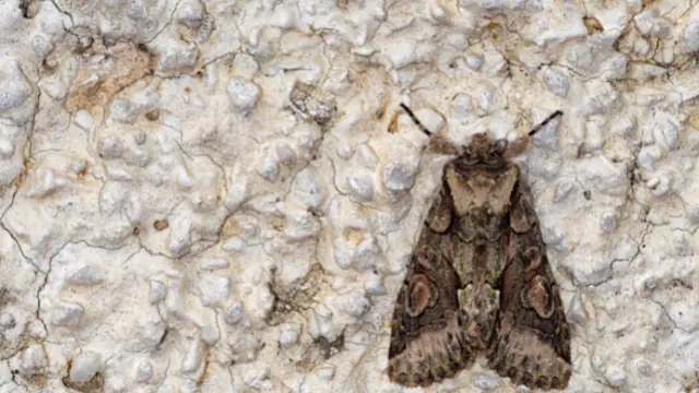 How to Identify Moths In Your Home