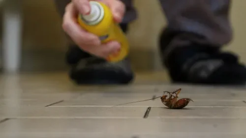 Use Anti-Cockroach Gel and Spray