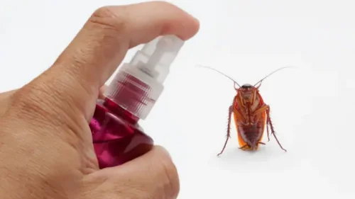 Use a Spray Bottle to get rid of roaches in car