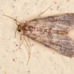 how to get rid of brown house moths