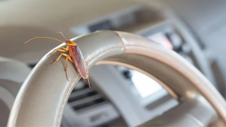 How to Get Rid of Roaches in Car Fast