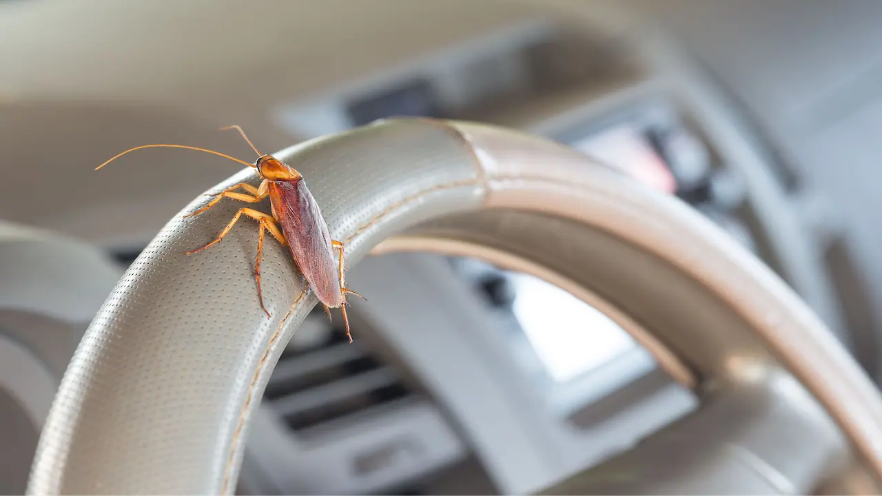 how to get rid of roaches in car