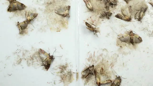 how to kill brown house moths
