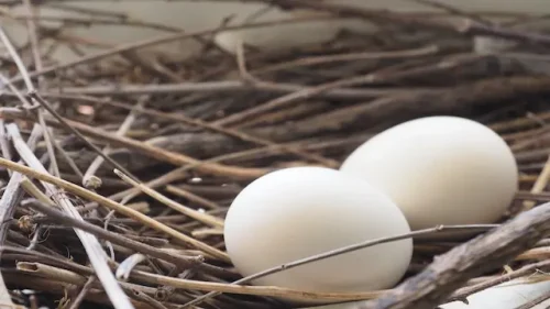 pigeon egg hatching