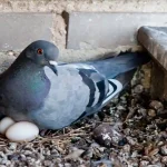 pigeon eggs