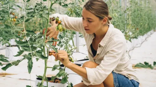 Pruning coffee plant