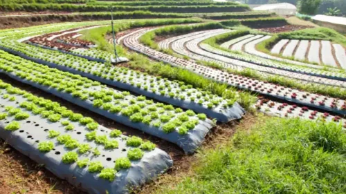 Urban vegetable plots