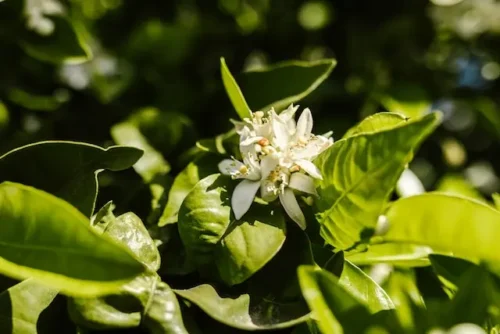 Blooming Jasmine flower