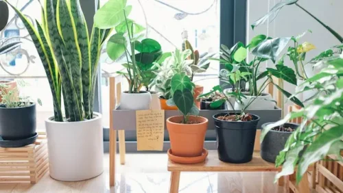 Plants in a home