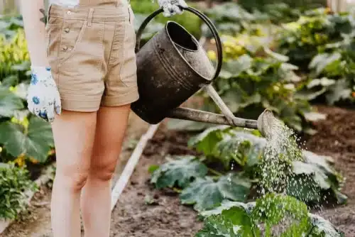 Person holding a watering can and watering plants
