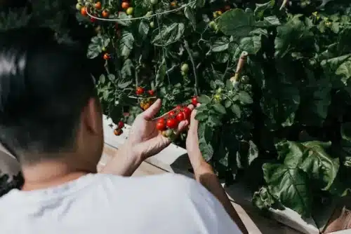 Person picking their home-grown tomatoes