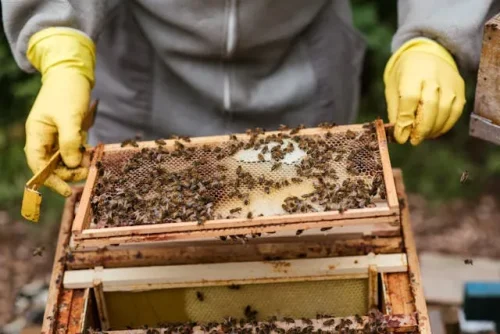 Bees producing honey in a honeycomb hive